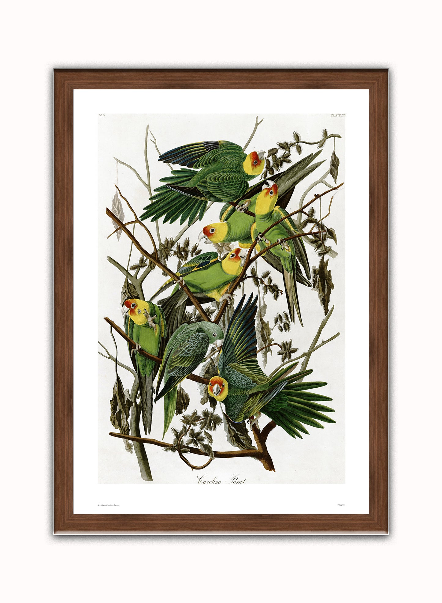 Natural History, Vintage Illustrated Field Audubon Carolina Parrot, Animals Bird Art Print Poster Vintage Poster Wall Art Print 50x70cm Dark Wood Frame