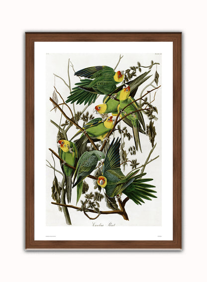 Natural History, Vintage Illustrated Field Audubon Carolina Parrot, Animals Bird Art Print Poster Vintage Poster Wall Art Print 50x70cm Dark Wood Frame
