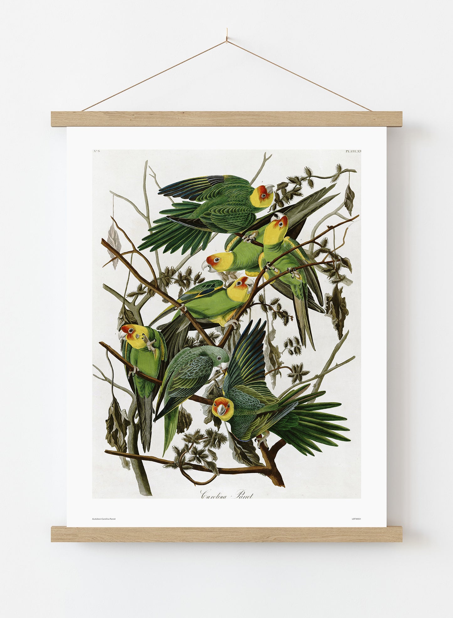 Natural History, Vintage Illustrated Field Audubon Carolina Parrot, Animals Bird Art Print Poster Vintage Poster Wall Art Print 50x70cm Poster Hanger