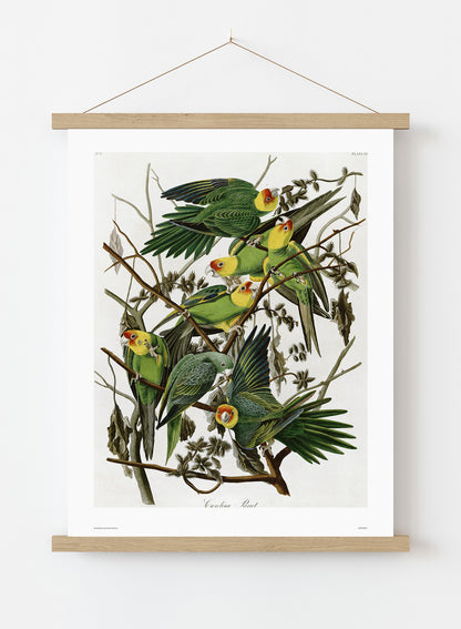 Natural History, Vintage Illustrated Field Audubon Carolina Parrot, Animals Bird Art Print Poster Vintage Poster Wall Art Print 50x70cm Poster Hanger