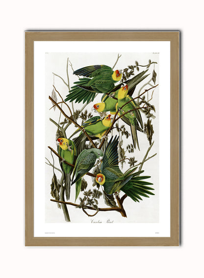 Natural History, Vintage Illustrated Field Audubon Carolina Parrot, Animals Bird Art Print Poster Vintage Poster Wall Art Print 50x70cm Light Wood Frame