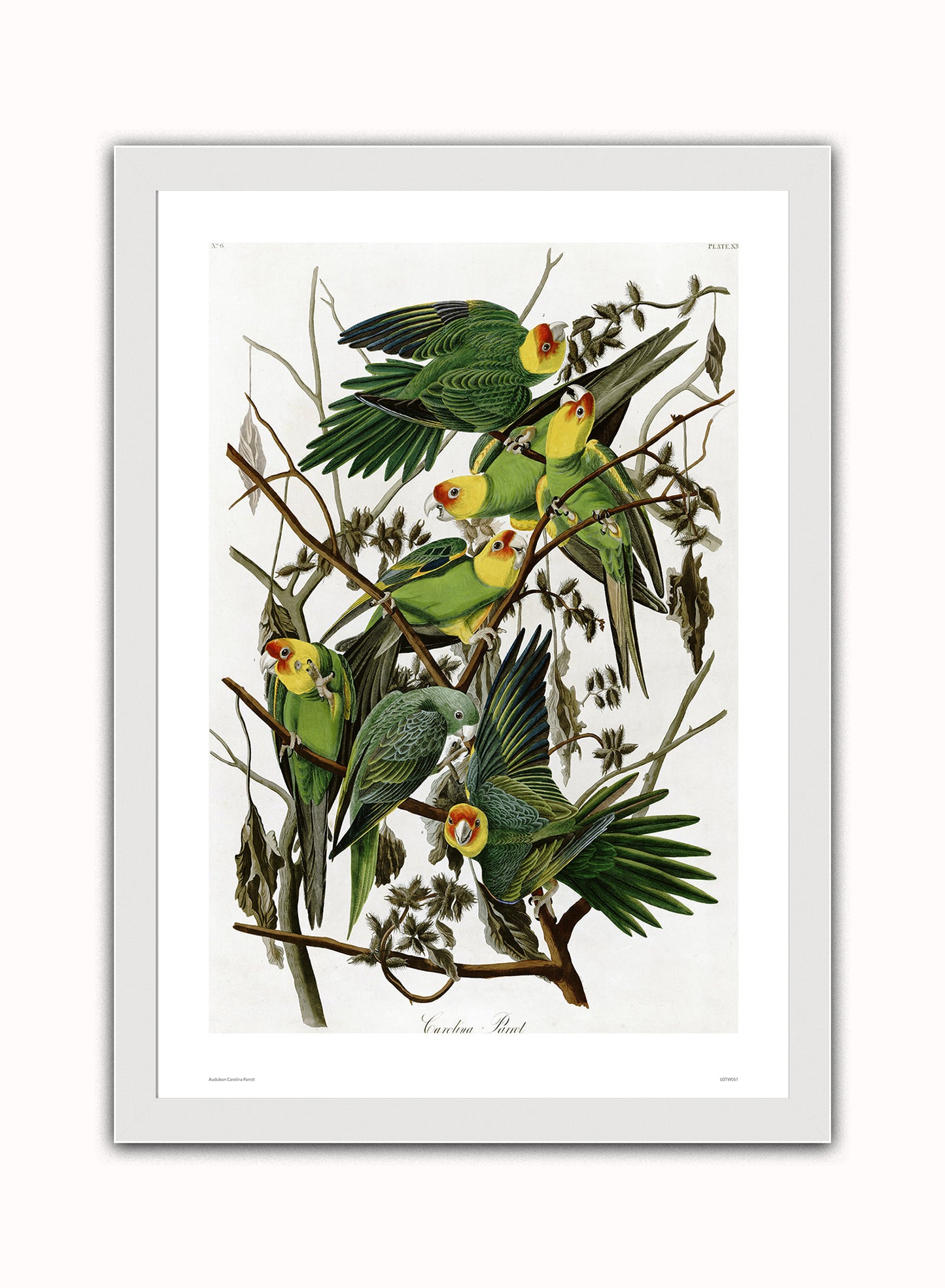 Natural History, Vintage Illustrated Field Audubon Carolina Parrot, Animals Bird Art Print Poster Vintage Poster Wall Art Print 50x70cm White Frame