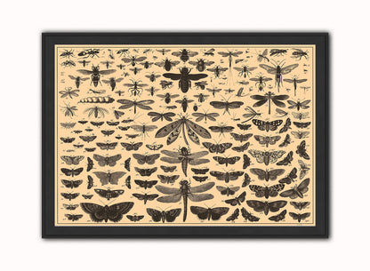 Brockhaus and Efron Butterflies, Illustrated Natural History, Field Studies, Vintage insects Art Print Poster Vintage Poster Wall Art Print 50x70cm Black Frame