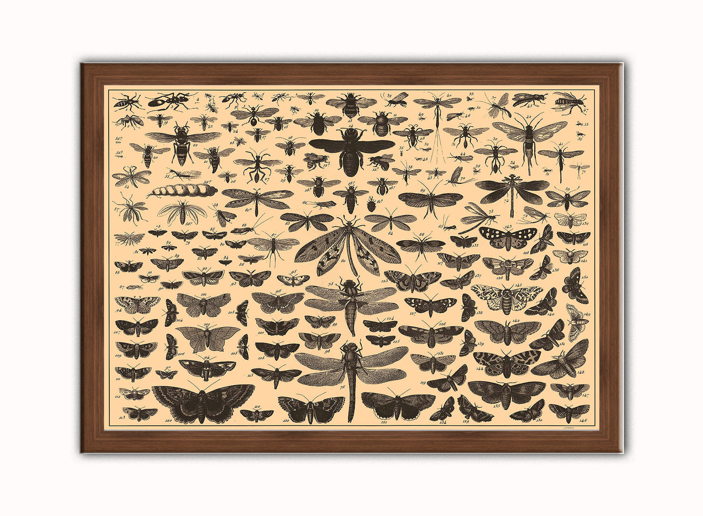 Brockhaus and Efron Butterflies, Illustrated Natural History, Field Studies, Vintage insects Art Print Poster Vintage Poster Wall Art Print 50x70cm Dark Wood Frame