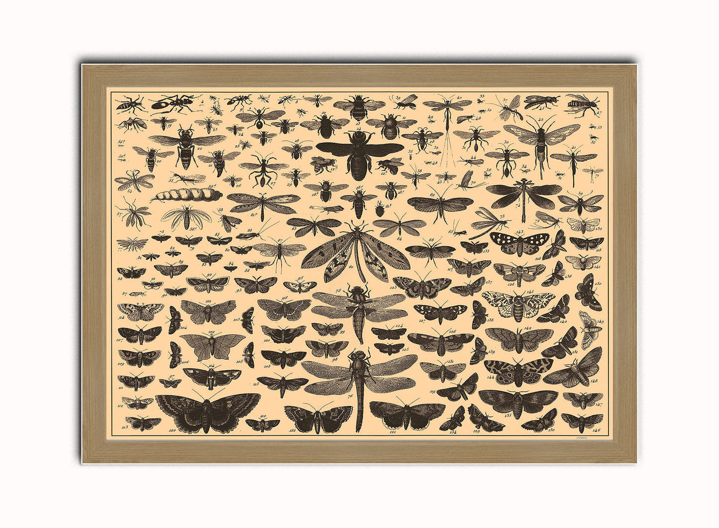 Brockhaus and Efron Butterflies, Illustrated Natural History, Field Studies, Vintage insects Art Print Poster Vintage Poster Wall Art Print 50x70cm Light Wood Frame