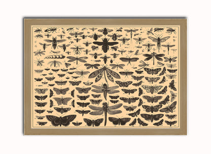Brockhaus and Efron Butterflies, Illustrated Natural History, Field Studies, Vintage insects Art Print Poster Vintage Poster Wall Art Print 50x70cm Light Wood Frame