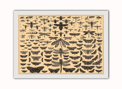 Brockhaus and Efron Butterflies, Illustrated Natural History, Field Studies, Vintage insects Art Print Poster Vintage Poster Wall Art Print 50x70cm White Frame