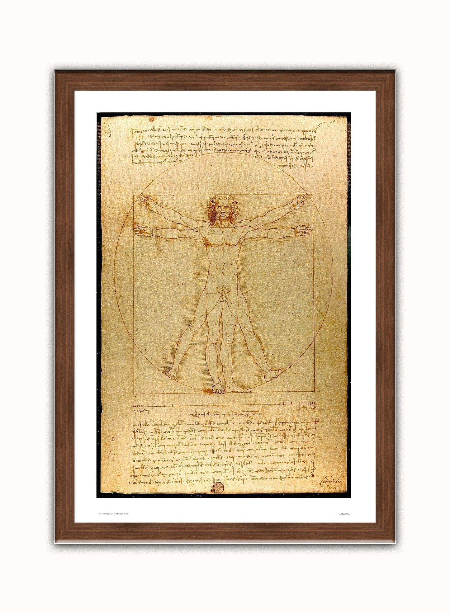 Leonardo Da Vinci Vitruvian man, art history, anatomical study, classic Art Print Poster Vintage Poster Wall Art Print 50x70cm Dark Wood Frame