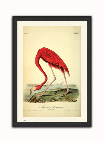 Natural History, American Flamingo, John James Audubon, Vintage Animals Bird Art Print Poster Vintage Poster Wall Art Print 50x70cm Black Frame