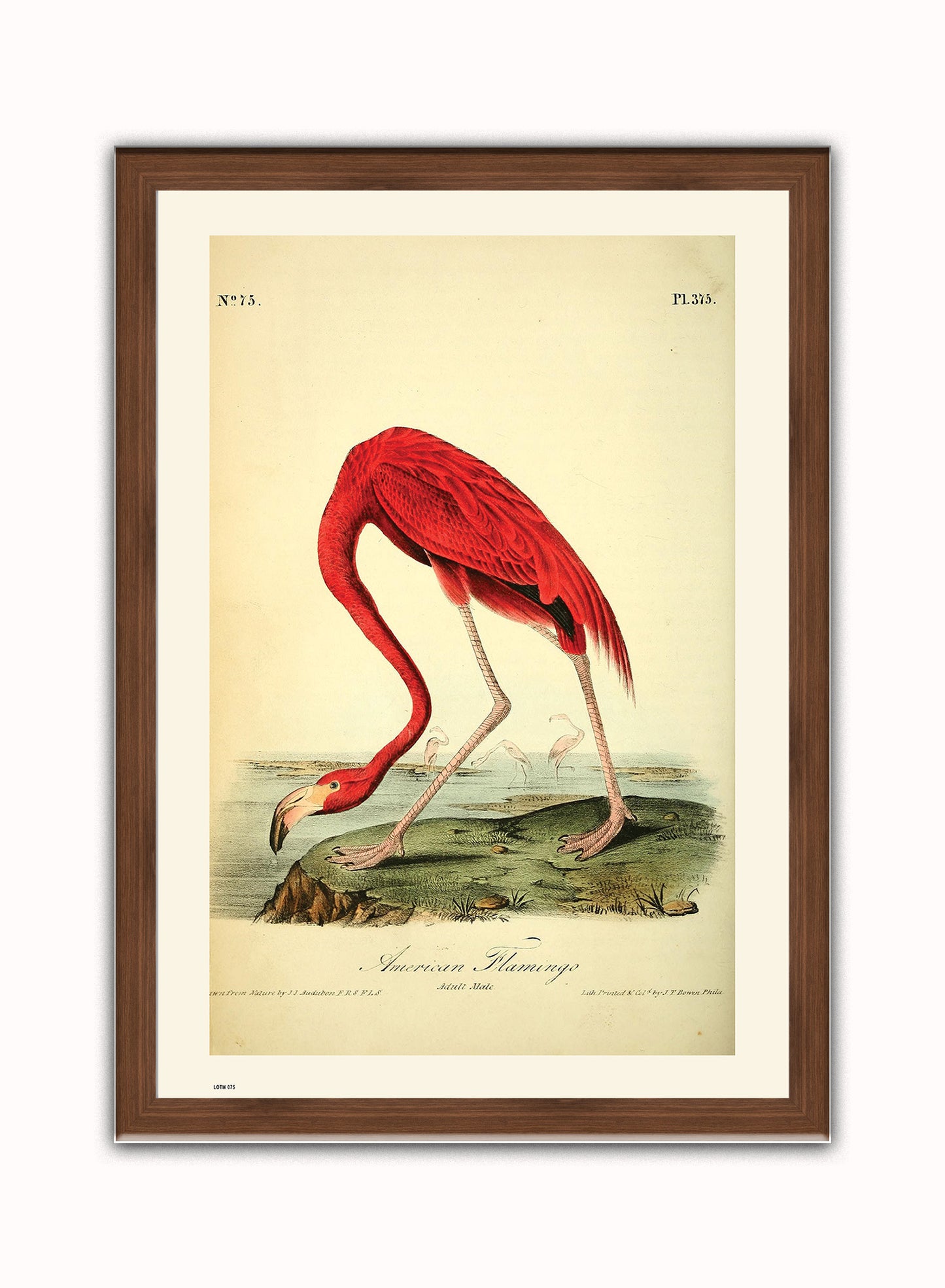 Natural History, American Flamingo, John James Audubon, Vintage Animals Bird Art Print Poster Vintage Poster Wall Art Print 50x70cm Dark Wood Frame