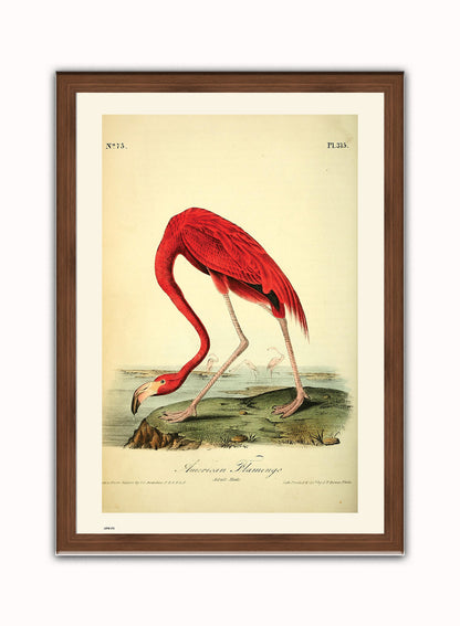 Natural History, American Flamingo, John James Audubon, Vintage Animals Bird Art Print Poster Vintage Poster Wall Art Print 50x70cm Dark Wood Frame
