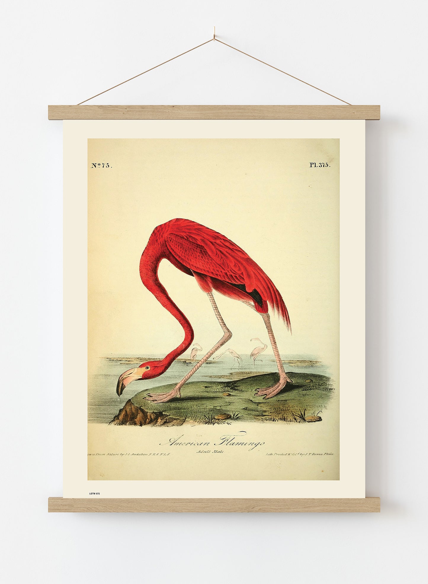 Natural History, American Flamingo, John James Audubon, Vintage Animals Bird Art Print Poster Vintage Poster Wall Art Print 50x70cm Poster Hanger