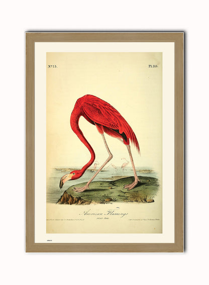 Natural History, American Flamingo, John James Audubon, Vintage Animals Bird Art Print Poster Vintage Poster Wall Art Print 50x70cm Light Wood Frame