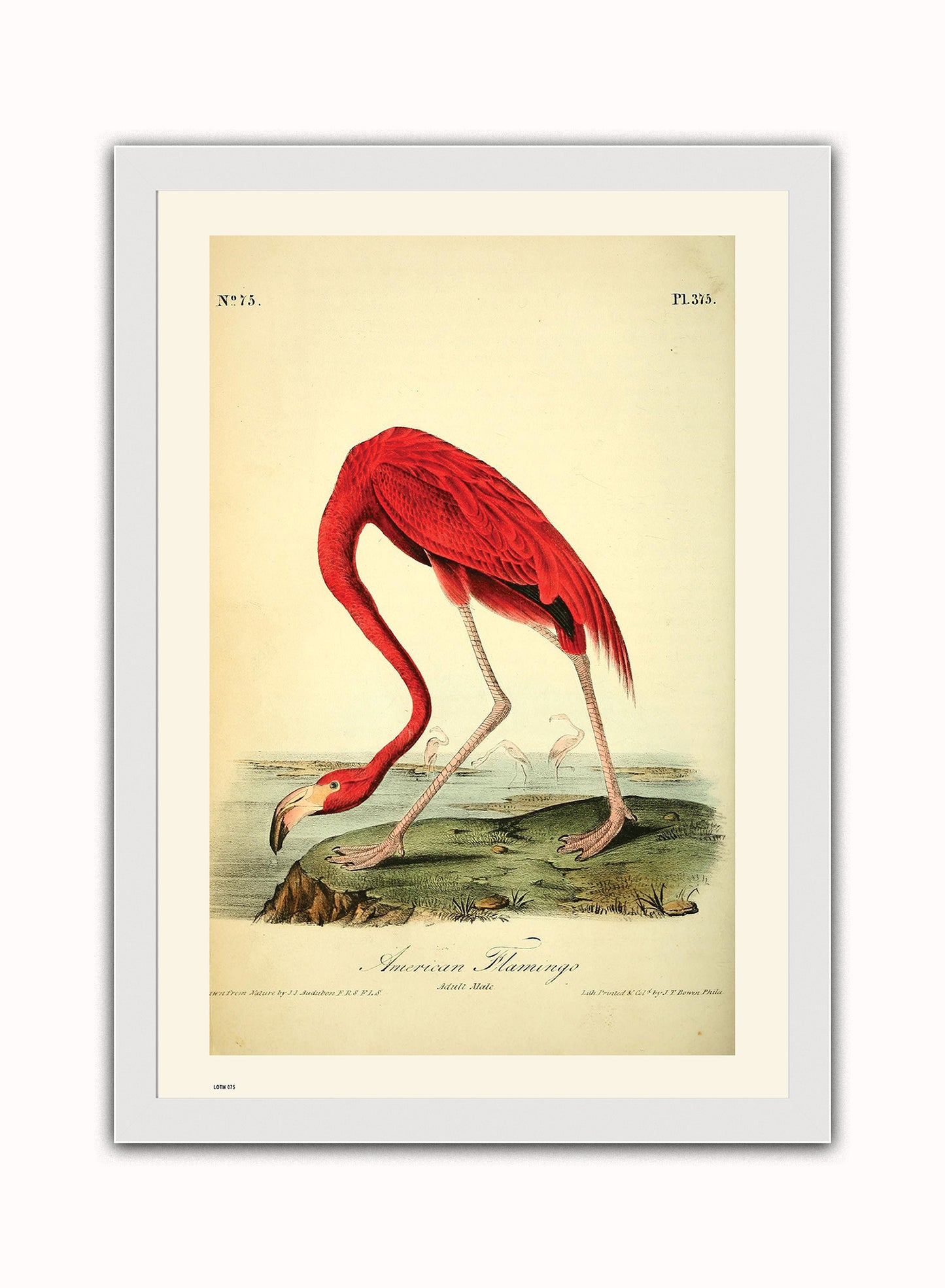 Natural History, American Flamingo, John James Audubon, Vintage Animals Bird Art Print Poster Vintage Poster Wall Art Print 50x70cm White Frame