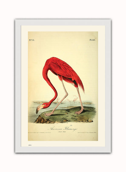 Natural History, American Flamingo, John James Audubon, Vintage Animals Bird Art Print Poster Vintage Poster Wall Art Print 50x70cm White Frame