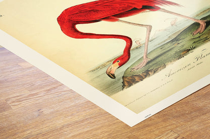 Natural History, American Flamingo, Illustrated Field Studies, Vintage Animals Bird Art Print Poster 50x70cm