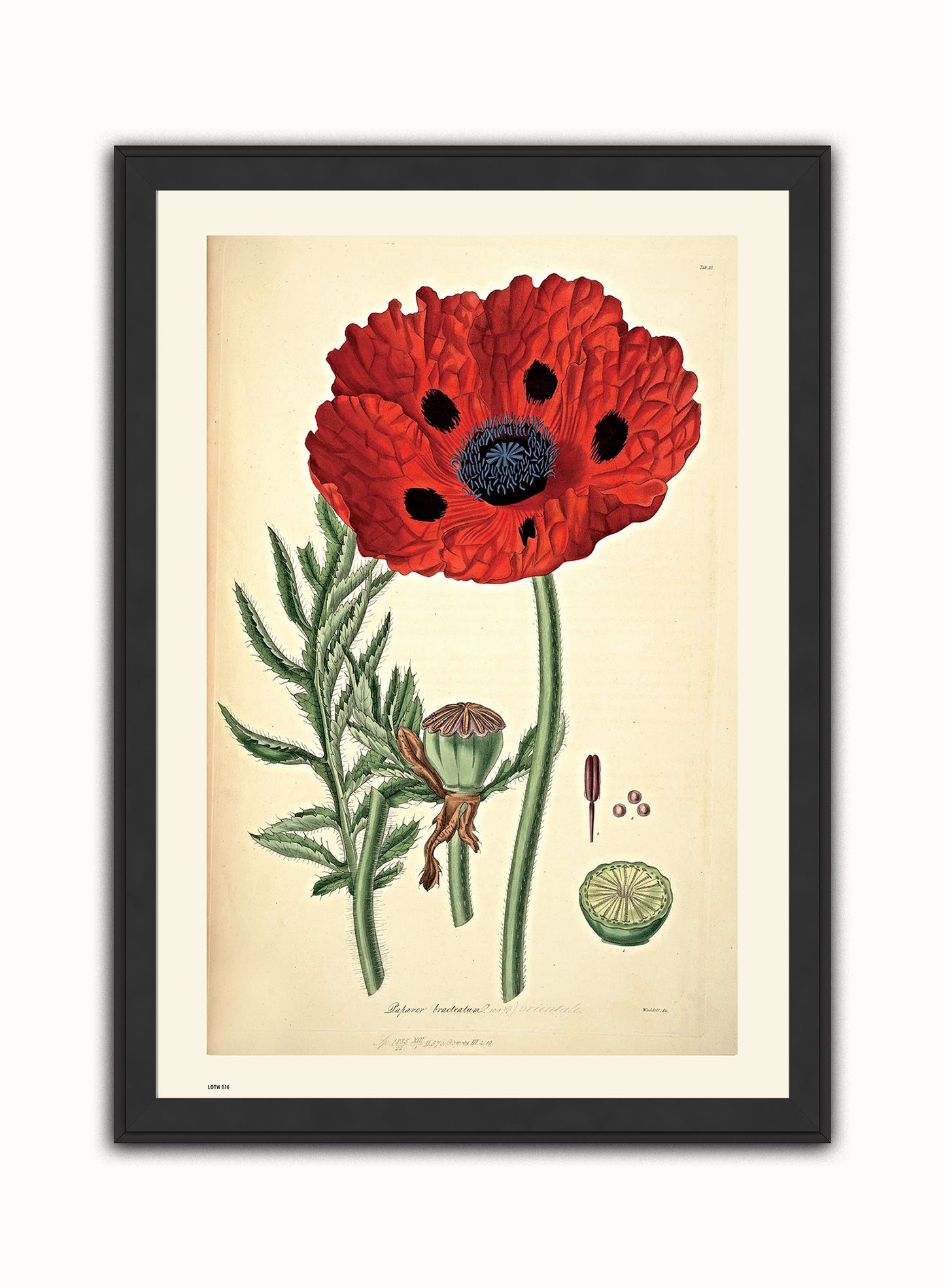 Natural History, Poppy, Illustrated Field Studies, Vintage flower, plant, floral Art Print Poster Botanical Wall Art Print 50x70cm Black Frame