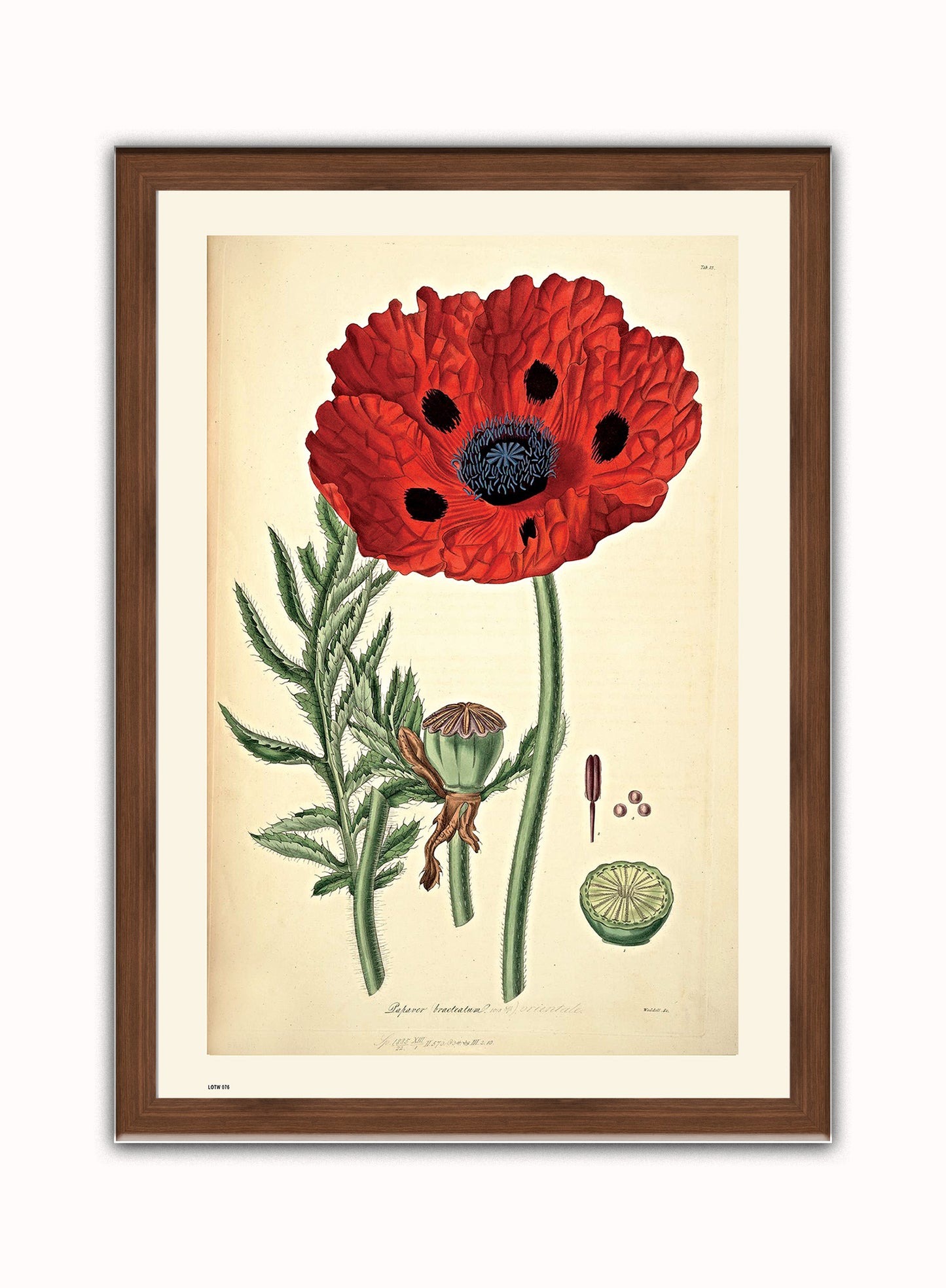 Natural History, Poppy, Illustrated Field Studies, Vintage flower, plant, floral Art Print Poster Botanical Wall Art Print 50x70cm Dark Wood Frame