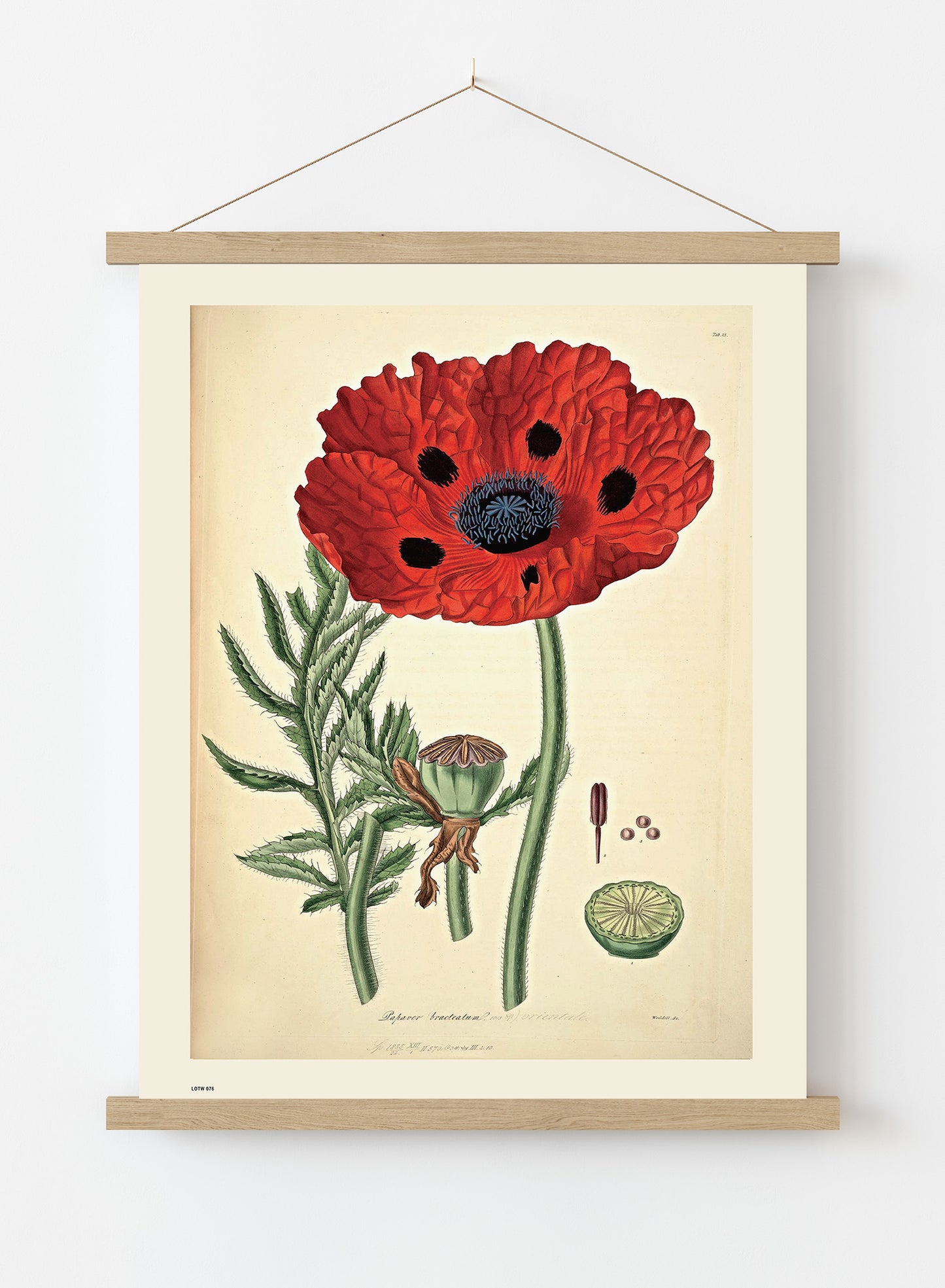 Natural History, Poppy, Illustrated Field Studies, Vintage flower, plant, floral Art Print Poster Botanical Wall Art Print 50x70cm Poster Hanger