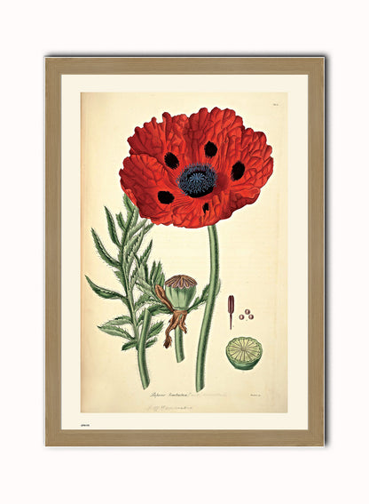 Natural History, Poppy, Illustrated Field Studies, Vintage flower, plant, floral Art Print Poster Botanical Wall Art Print 50x70cm Light Wood Frame