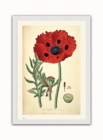 Natural History, Poppy, Illustrated Field Studies, Vintage flower, plant, floral Art Print Poster Botanical Wall Art Print 50x70cm White Frame