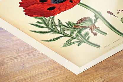 Natural History, Poppy, Illustrated Field Studies, Vintage flower, plant, floral Art Print Poster 50x70cm