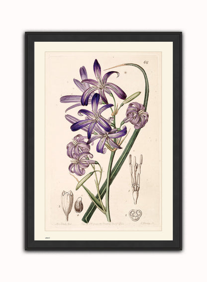 Natural History, Lily, Illustrated Field Studies, Vintage flower, plant, floral Art Print Poster Botanical Wall Art Print 50x70cm Black Frame
