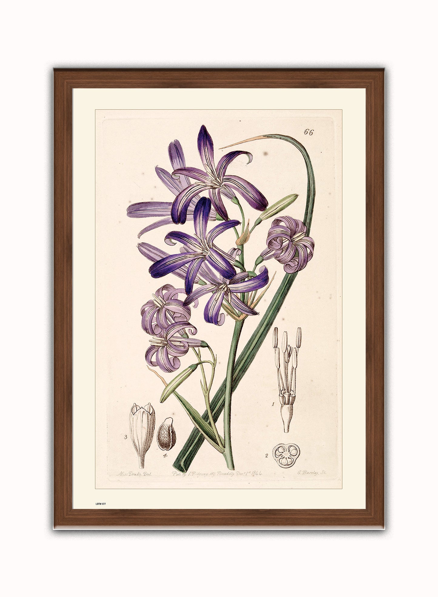 Natural History, Lily, Illustrated Field Studies, Vintage flower, plant, floral Art Print Poster Botanical Wall Art Print 50x70cm Dark Wood Frame