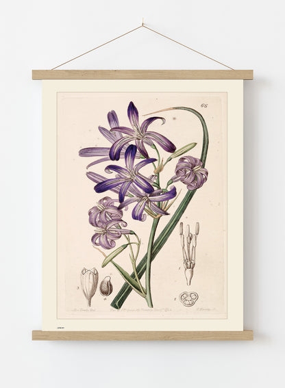 Natural History, Lily, Illustrated Field Studies, Vintage flower, plant, floral Art Print Poster Botanical Wall Art Print 50x70cm Poster Hanger