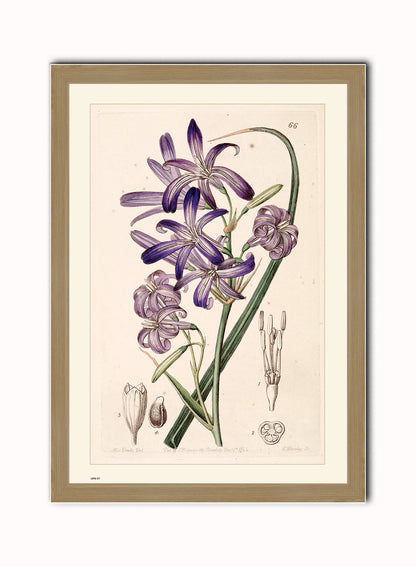 Natural History, Lily, Illustrated Field Studies, Vintage flower, plant, floral Art Print Poster Botanical Wall Art Print 50x70cm Light Wood Frame