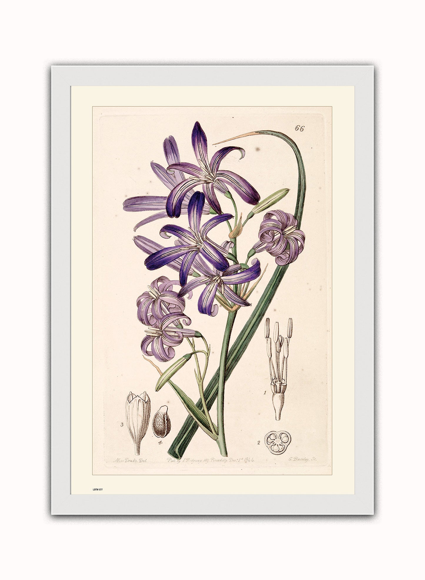 Natural History, Lily, Illustrated Field Studies, Vintage flower, plant, floral Art Print Poster Botanical Wall Art Print 50x70cm White Frame