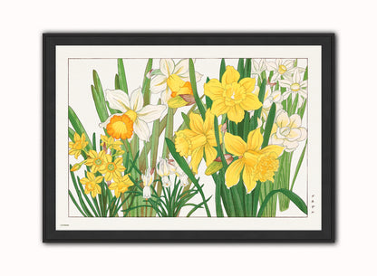 Tanigami Konan Asian Narcissus Daffodils Flowers Botanical Wall Art Print 50x70cm Black Frame