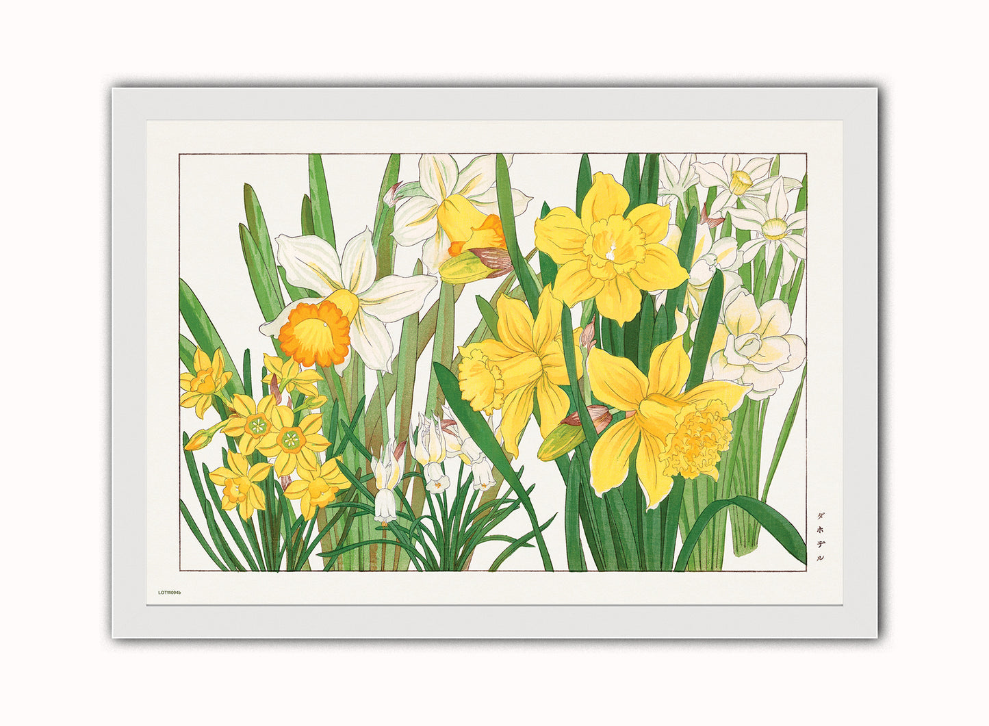 Tanigami Konan Asian Narcissus Daffodils Flowers Botanical Wall Art Print 50x70cm White Frame