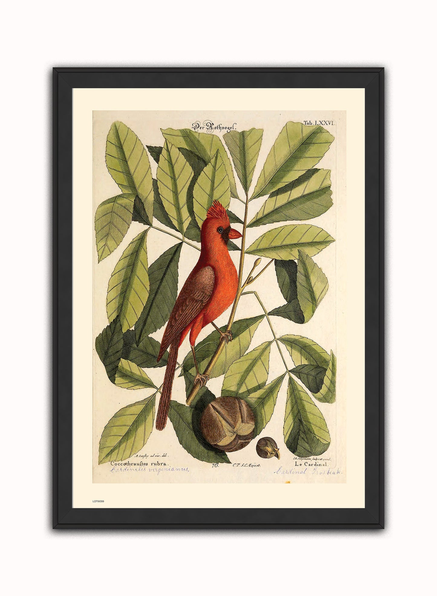 Coccothraustes Rubra (Northern Cardinal) Mark Catesby Natural History Poster Art Print Print – Natural History Poster Art Print Vintage Poster Wall Art 50x70cm Black Frame