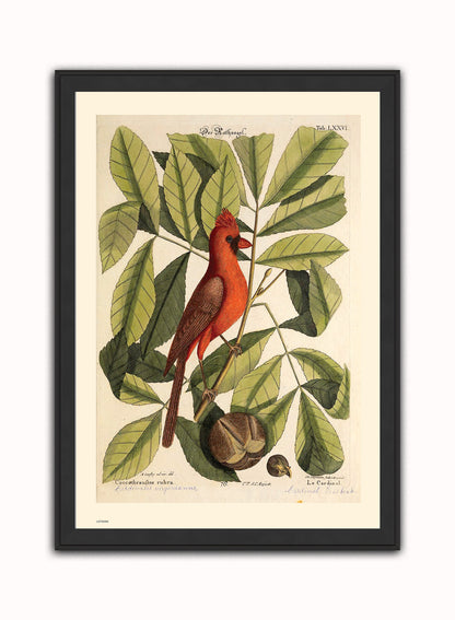 Coccothraustes Rubra (Northern Cardinal) Mark Catesby Natural History Poster Art Print Print – Natural History Poster Art Print Vintage Poster Wall Art 50x70cm Black Frame