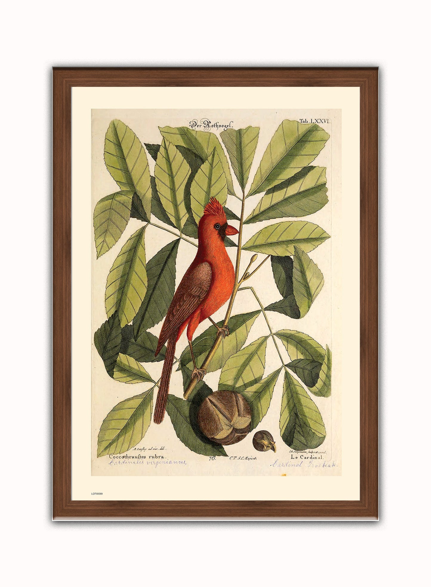 Coccothraustes Rubra (Northern Cardinal) Mark Catesby Natural History Poster Art Print Print – Natural History Poster Art Print Vintage Poster Wall Art 50x70cm Dark Wood Frame