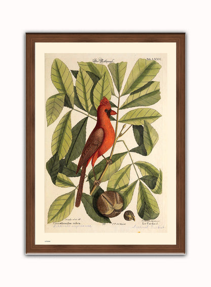Coccothraustes Rubra (Northern Cardinal) Mark Catesby Natural History Poster Art Print Print – Natural History Poster Art Print Vintage Poster Wall Art 50x70cm Dark Wood Frame