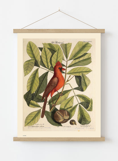 Coccothraustes Rubra (Northern Cardinal) Mark Catesby Natural History Poster Art Print Print – Natural History Poster Art Print Vintage Poster Wall Art 50x70cm Poster Hanger