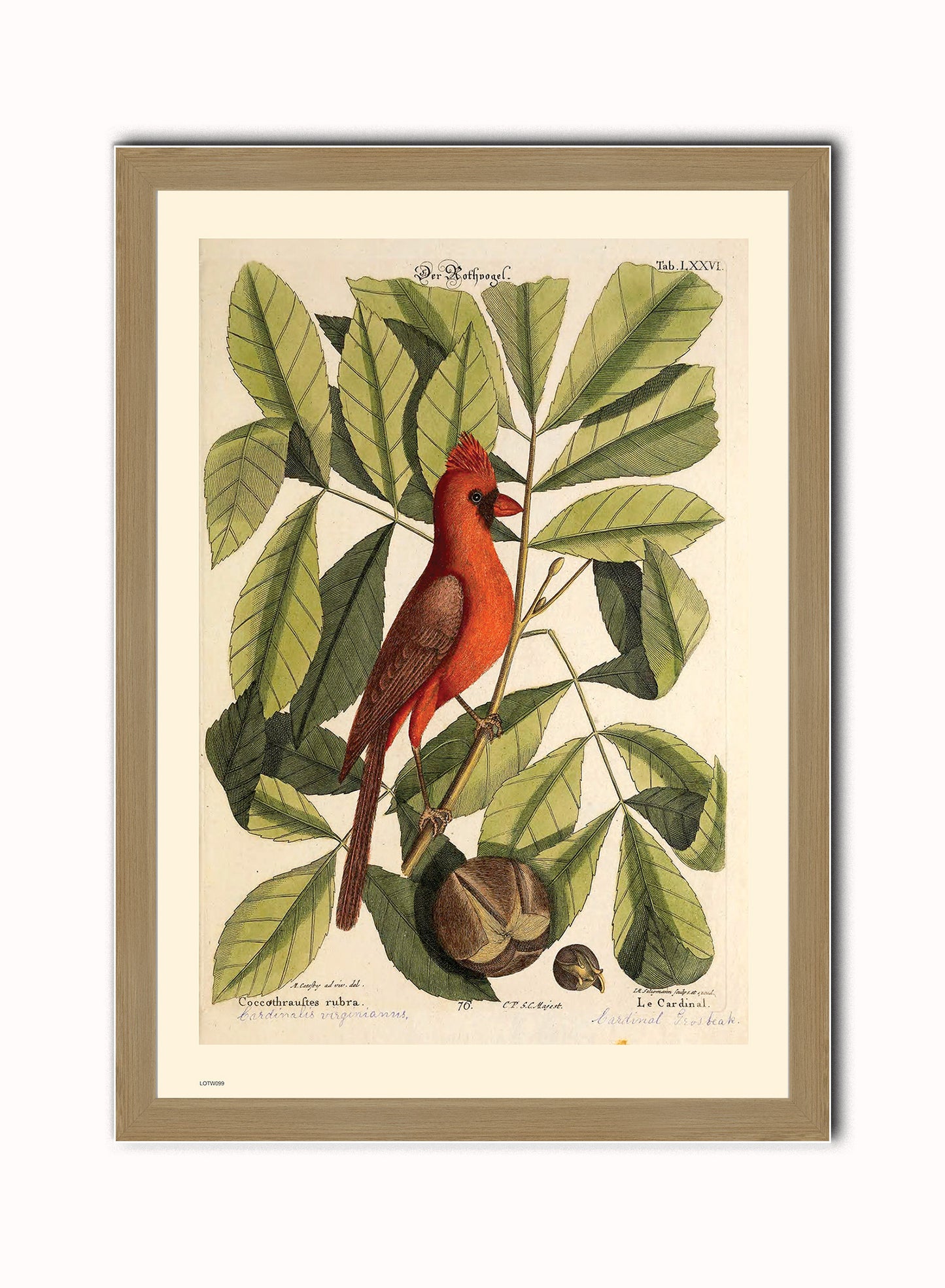 Botanical & Natural History Wall Art Set of 4 – Framed Vintage Prints 50x70cm