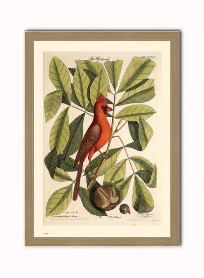 Botanical & Natural History Wall Art Set of 4 – Framed Vintage Prints 50x70cm