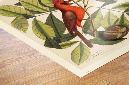 Coccothraustes Rubra (Northern Cardinal) Mark Catesby Natural History Poster Art Print 50x70cm