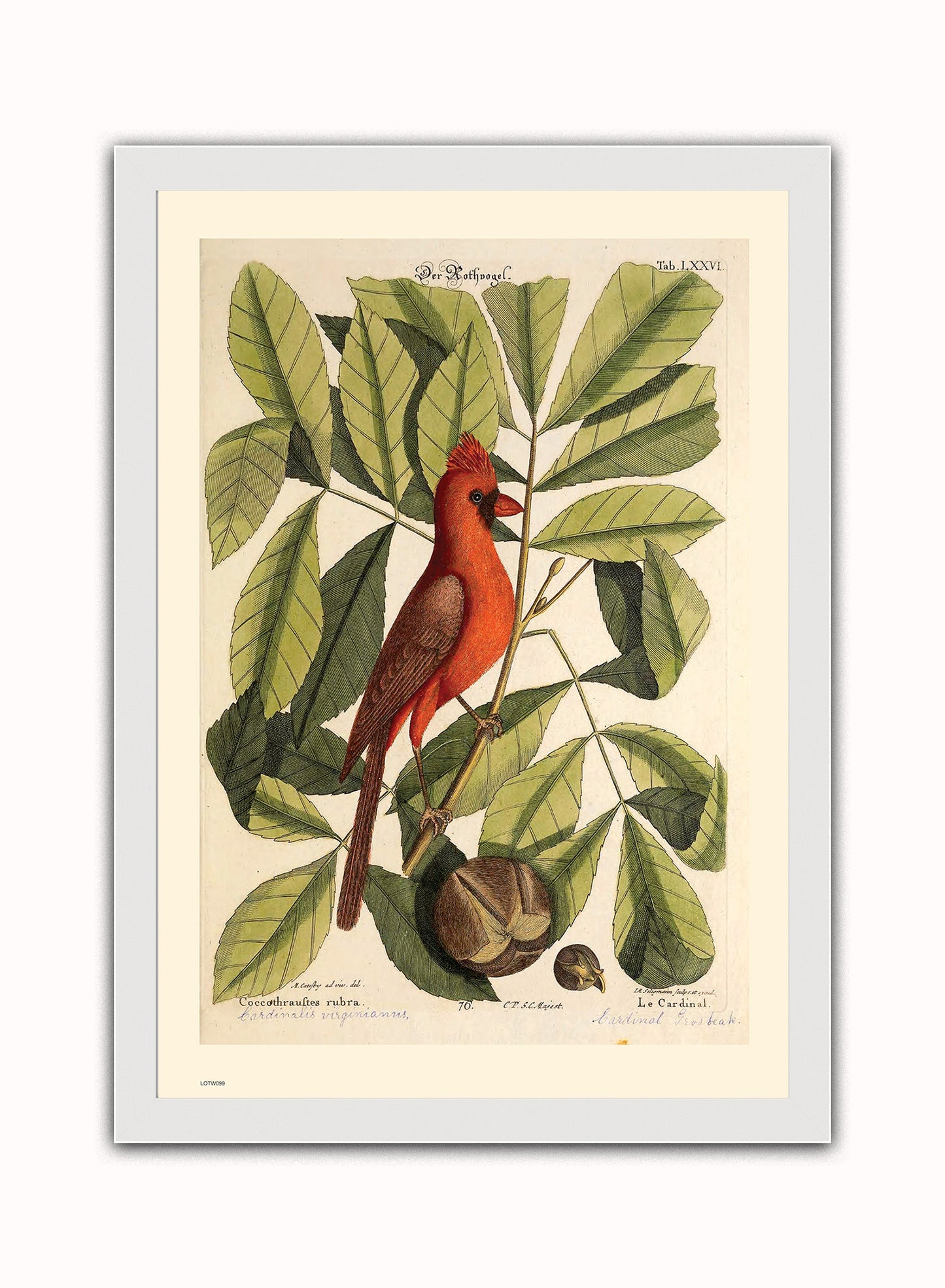 Coccothraustes Rubra (Northern Cardinal) Mark Catesby Natural History Poster Art Print Print – Natural History Poster Art Print Vintage Poster Wall Art 50x70cm White Frame