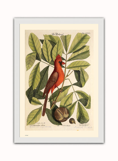 Coccothraustes Rubra (Northern Cardinal) Mark Catesby Natural History Poster Art Print Print – Natural History Poster Art Print Vintage Poster Wall Art 50x70cm White Frame