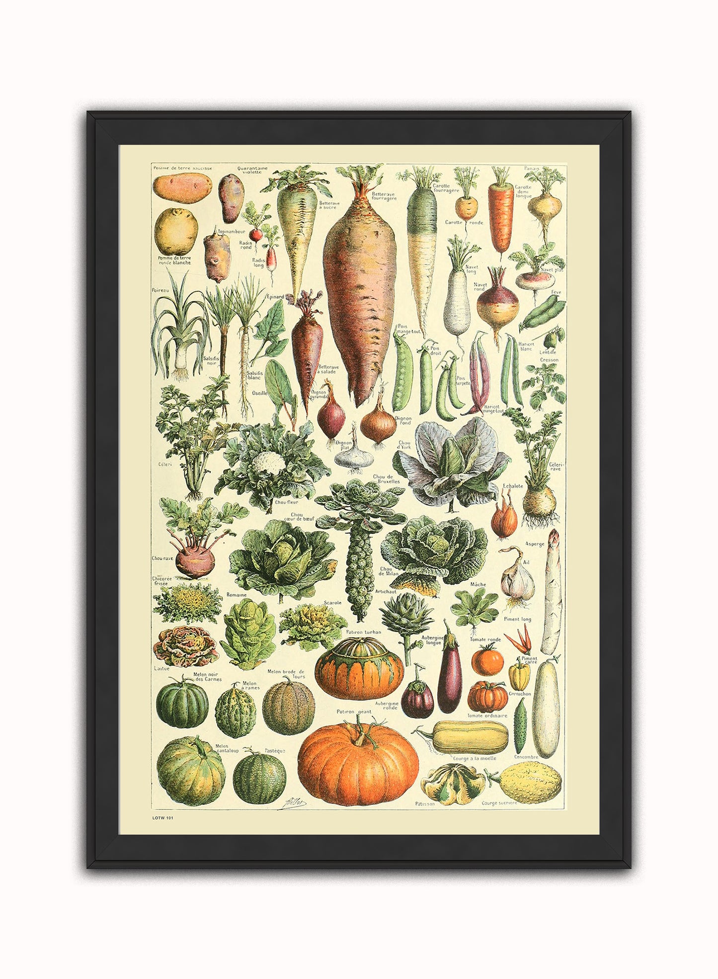 Vegetables Natural History Vintage Art Wall Art Print 50x70cm Black Frame