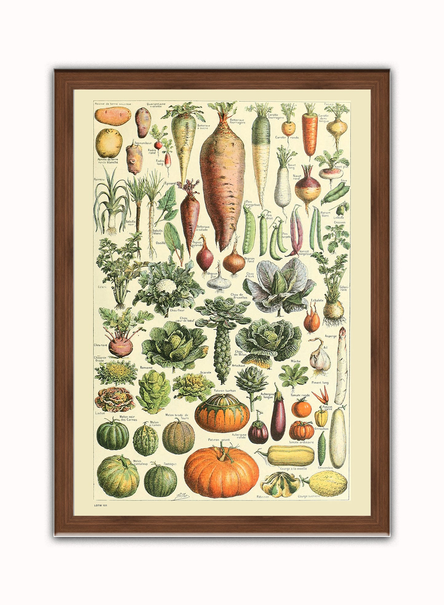 Vegetables Natural History Vintage Art Wall Art Print 50x70cm Dark Wood Frame