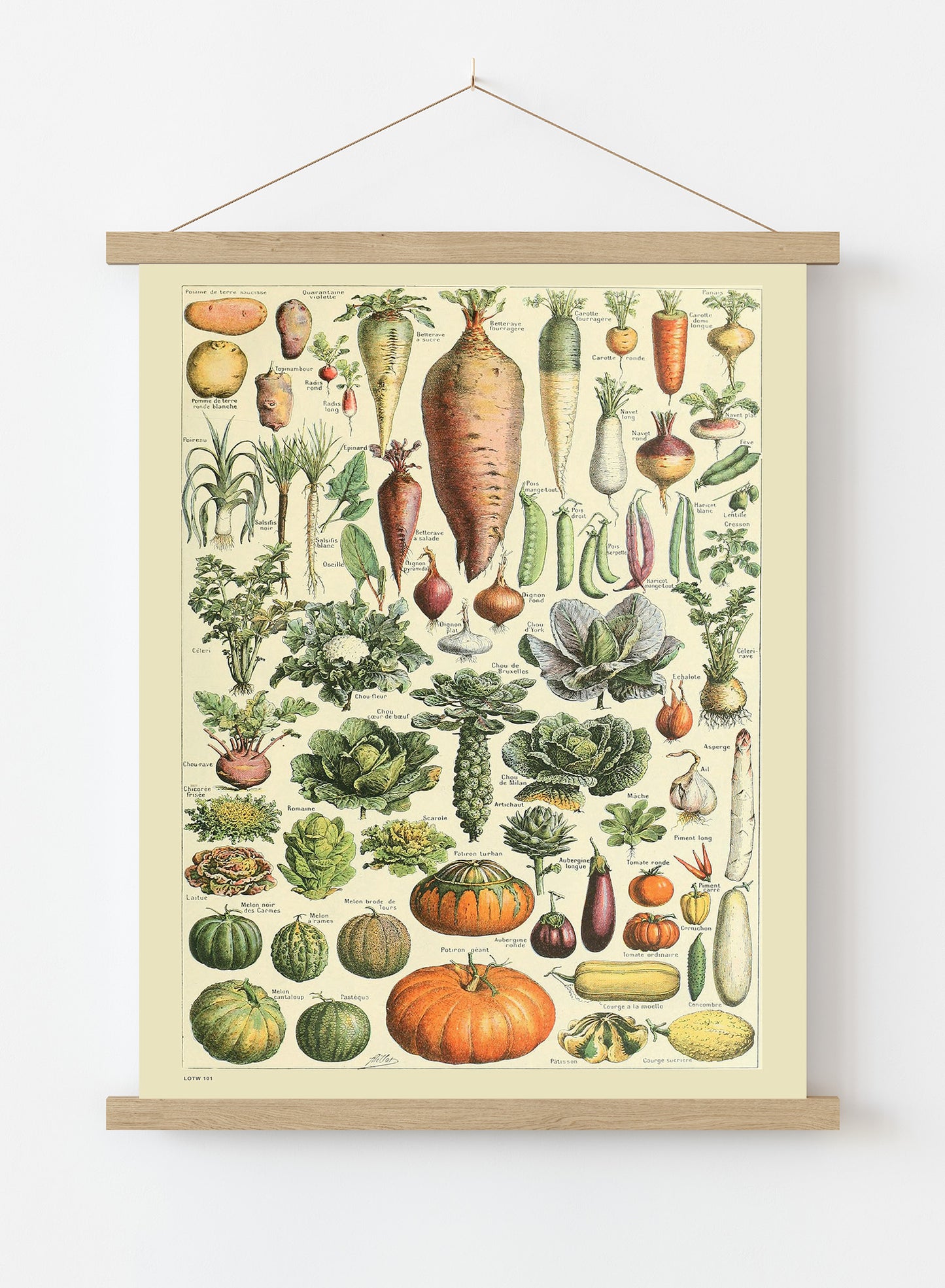Vegetables Natural History Vintage Art Wall Art Print 50x70cm Poster Hanger