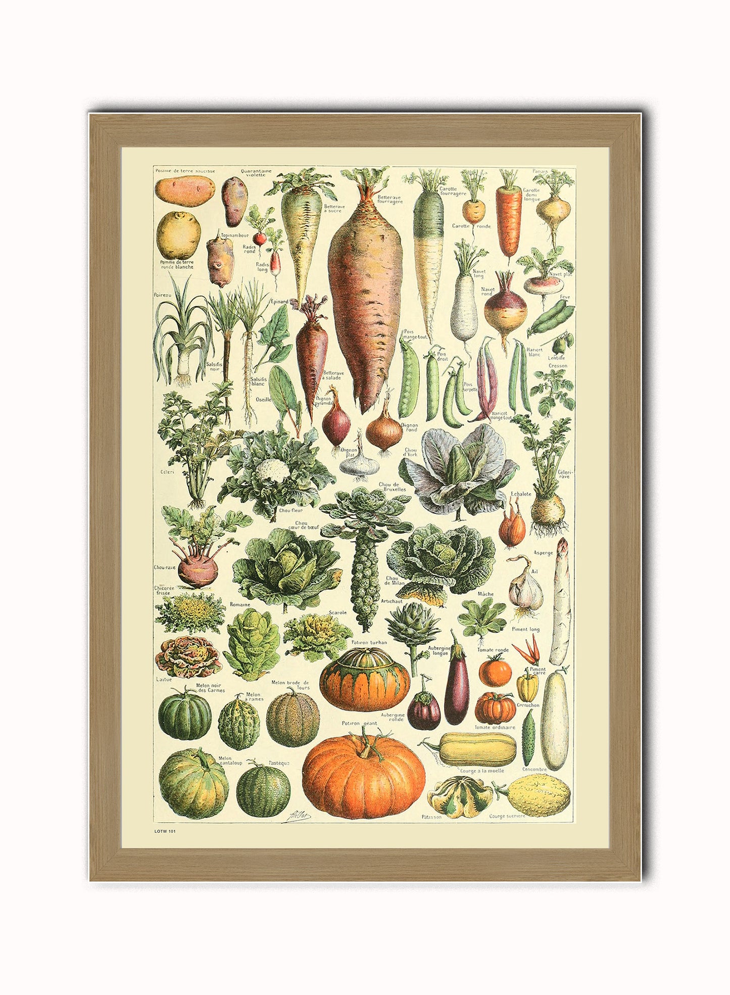 Vegetables Natural History Vintage Art Wall Art Print 50x70cm Light Wood Frame