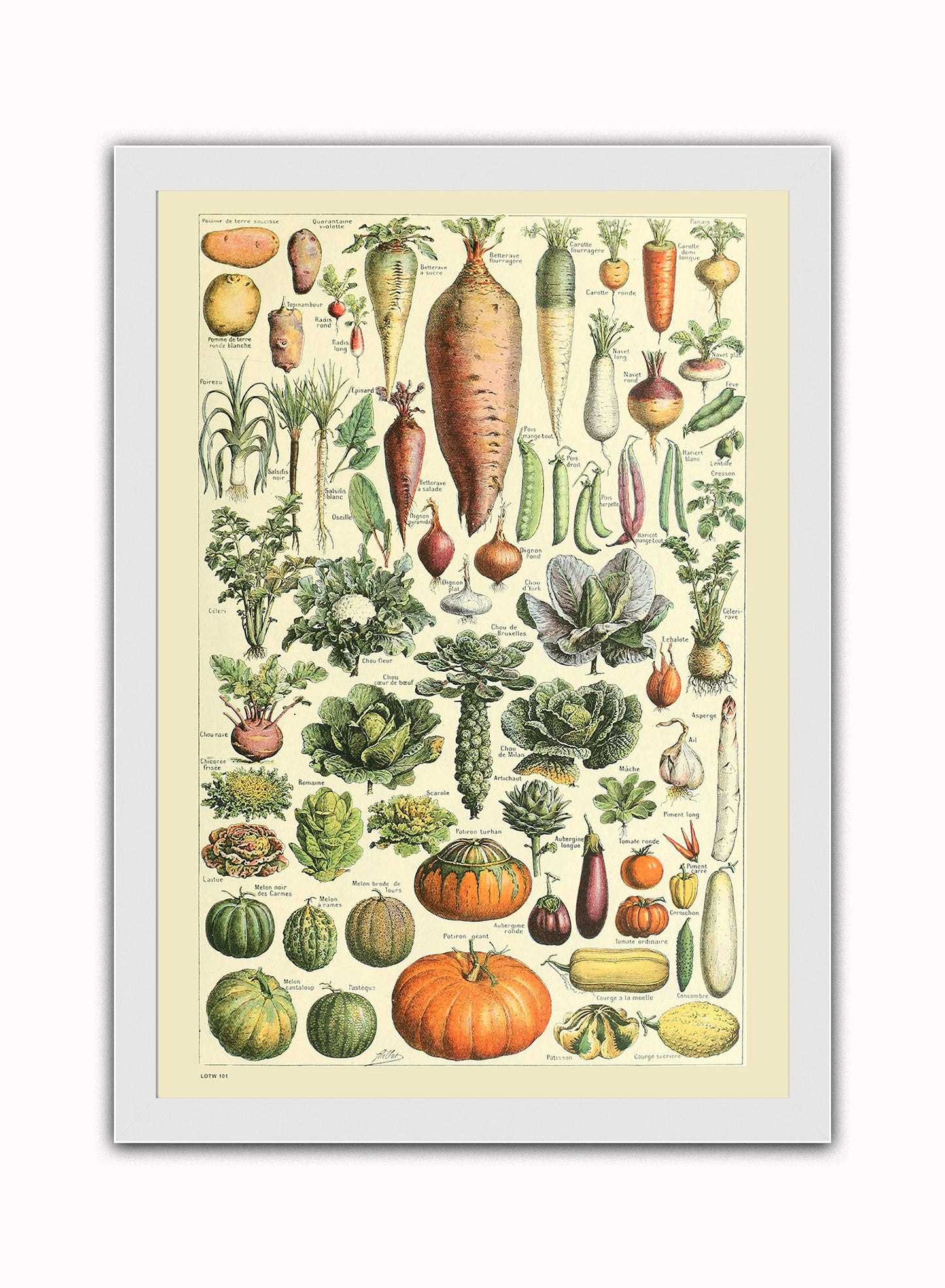 Vegetables Natural History Vintage Art Wall Art Print 50x70cm White Frame