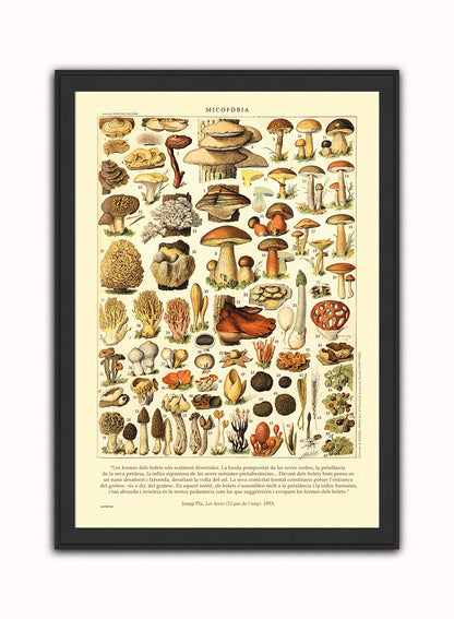 Mushrooms Natural History Vintage Art Wall Art Print 50x70cm Black Frame
