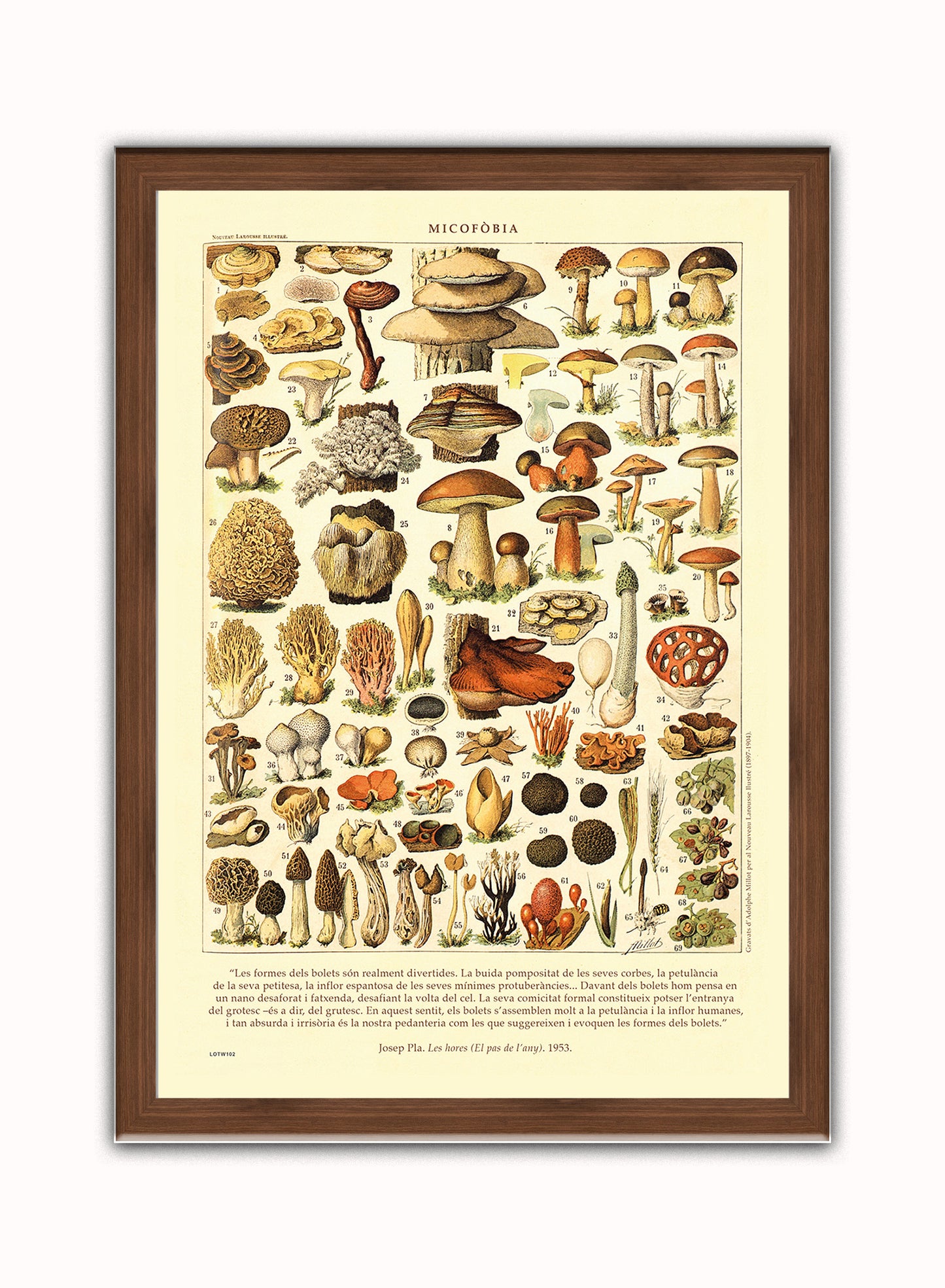 Mushrooms Natural History Vintage Art Wall Art Print 50x70cm Dark Wood Frame